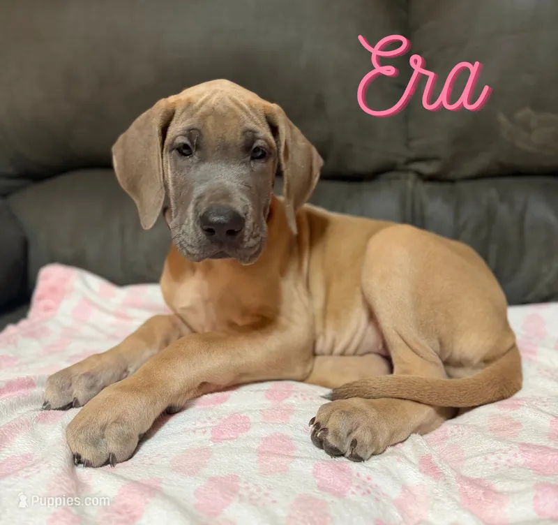 Era – Great Dane puppy for sale in Ellenburg Depot, NY