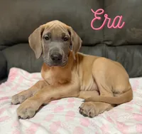 Era, a female Great Dane for sale in Ellenburg Depot, NY – 1 of 8