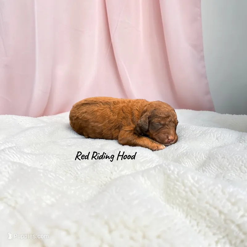 Red Riding Hood – Poodle - Standard  puppy for sale in Ellenburg Depot, NY