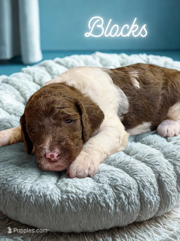 Blocks – Goldendoodle puppy for sale in Ellenburg Depot, NY