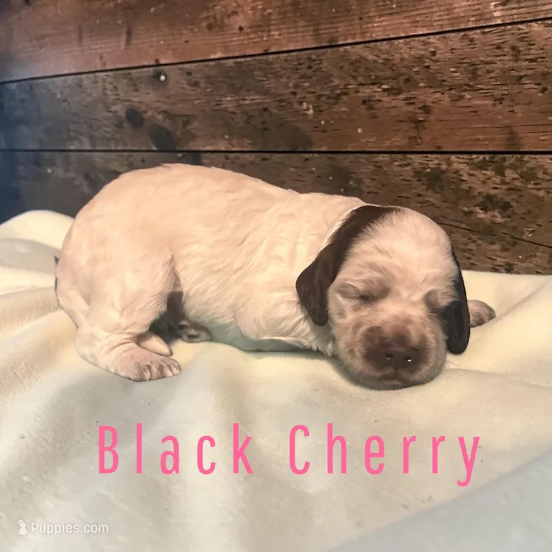 Black Cherry – Cockapoo puppy for sale in Ellenburg Depot, NY
