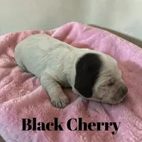 Black Cherry, a female Cockapoo for sale in Ellenburg Depot, NY – Photo 2 of 3