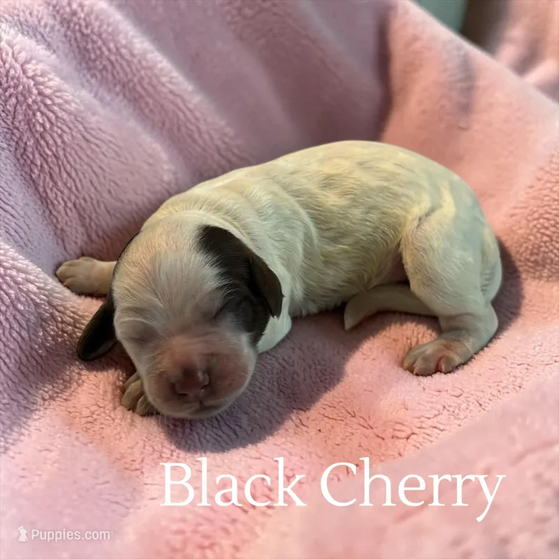 Black Cherry, a female Cockapoo for sale in Ellenburg Depot, NY – Photo 1 of 1