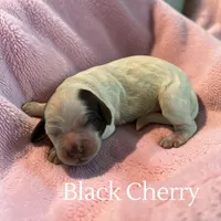Black Cherry, a female Cockapoo for sale in Ellenburg Depot, NY – Photo 3 of 3