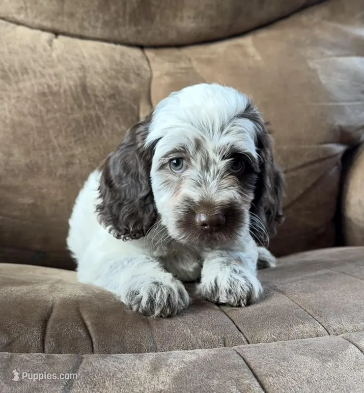 Black Cherry – Cockapoo puppy for sale in Ellenburg Depot, NY