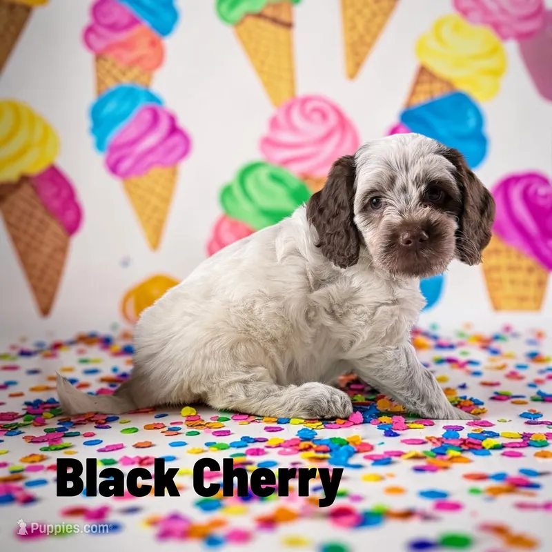 Black Cherry – Cockapoo puppy for sale in Ellenburg Depot, NY