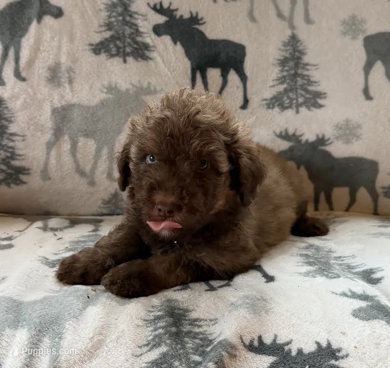 Autumn – Aussiedoodle puppy for sale in Ellenburg Depot, NY