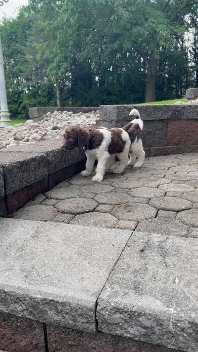 Puzzle, a female Goldendoodle for sale in Ellenburg Depot, NY – 8 of 10