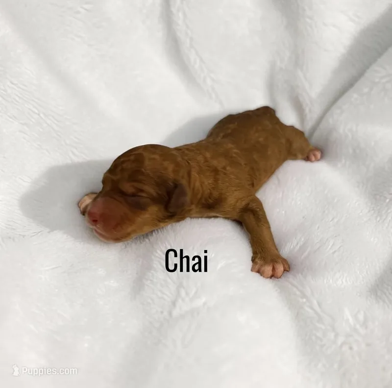 Chai – Aussiedoodle puppy for sale in Ellenburg Depot, NY