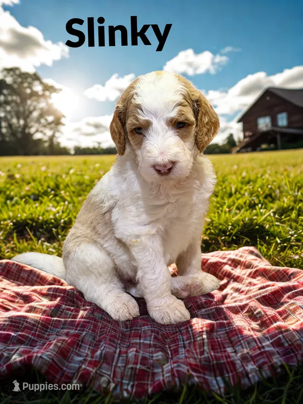 Slinky – Goldendoodle puppy for sale in Ellenburg Depot, NY