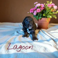 Lagoon, a female Miniature Aussiedoodle for sale in Ellenburg Depot, NY – 1 of 4