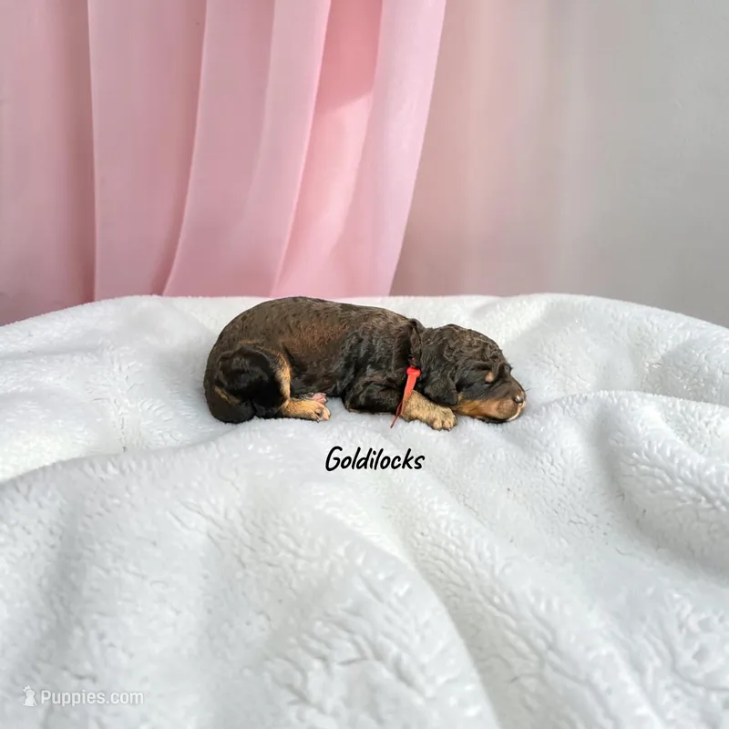Goldilocks – Poodle - Standard  puppy for sale in Ellenburg Depot, NY