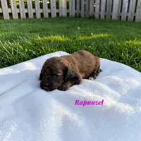 Rapunzel, a female Poodle - Standard  for sale in Ellenburg Depot, NY – 6 of 7