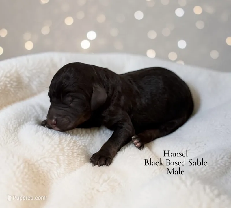 Hansel – Poodle - Standard  puppy for sale in Ellenburg Depot, NY