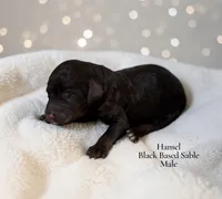Hansel, a male Poodle - Standard  for sale in Ellenburg Depot, NY – 1 of 1