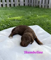 Thumbelina, a female Poodle - Standard  for sale in Ellenburg Depot, NY – 3 of 5