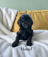 Hansel, a male Poodle - Standard  for sale in Ellenburg Depot, NY – 1 of 8
