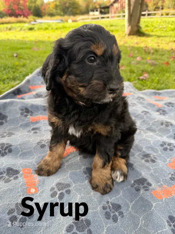 Syrup – Aussiedoodle, Miniature Aussiedoodle puppy for sale in Ellenburg Depot, NY