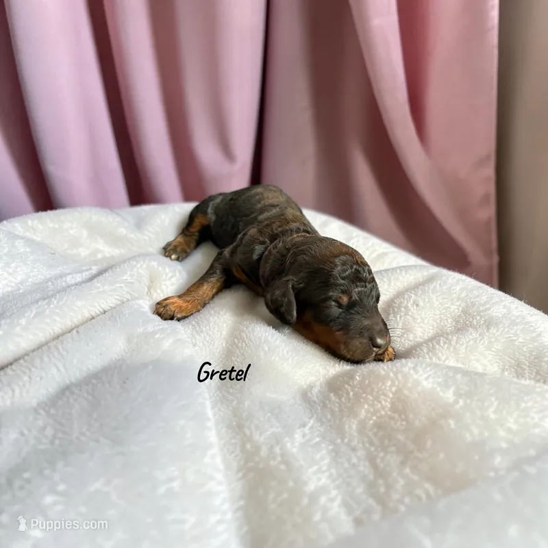 Gretel – Poodle - Standard  puppy for sale in Ellenburg Depot, NY
