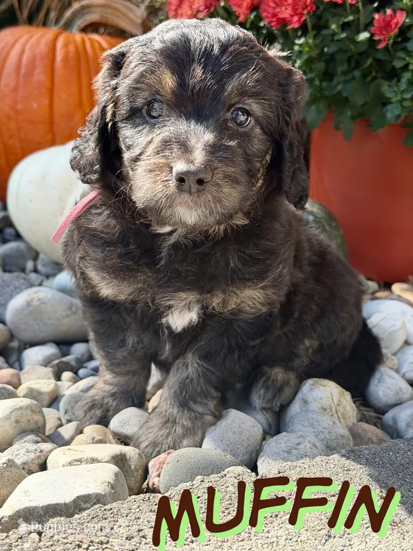 Muffin – Aussiedoodle, Miniature Aussiedoodle puppy for sale in Ellenburg Depot, NY