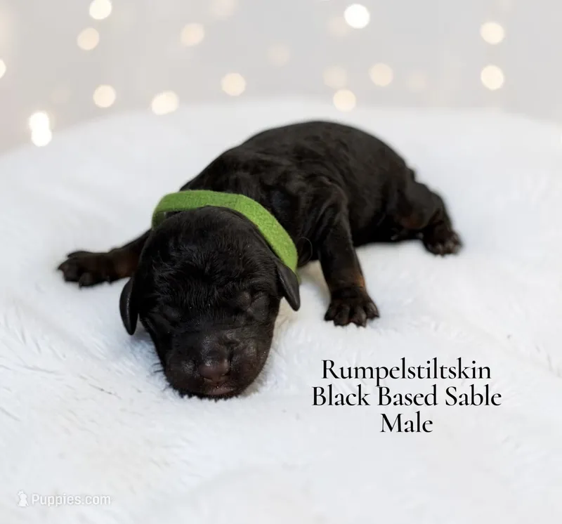 Rumpelstiltskin – Poodle - Standard  puppy for sale in Ellenburg Depot, NY