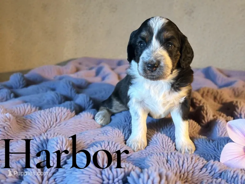 Harbor – Miniature Aussiedoodle puppy for sale in Ellenburg Depot, NY