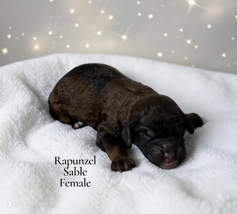Rapunzel – Poodle - Standard  puppy on hold in Ellenburg Depot, NY