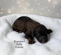 Rapunzel, a female Poodle - Standard  for sale in Ellenburg Depot, NY – 1 of 1