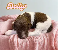 Dolly, a female Goldendoodle for sale in Ellenburg Depot, NY – 2 of 2