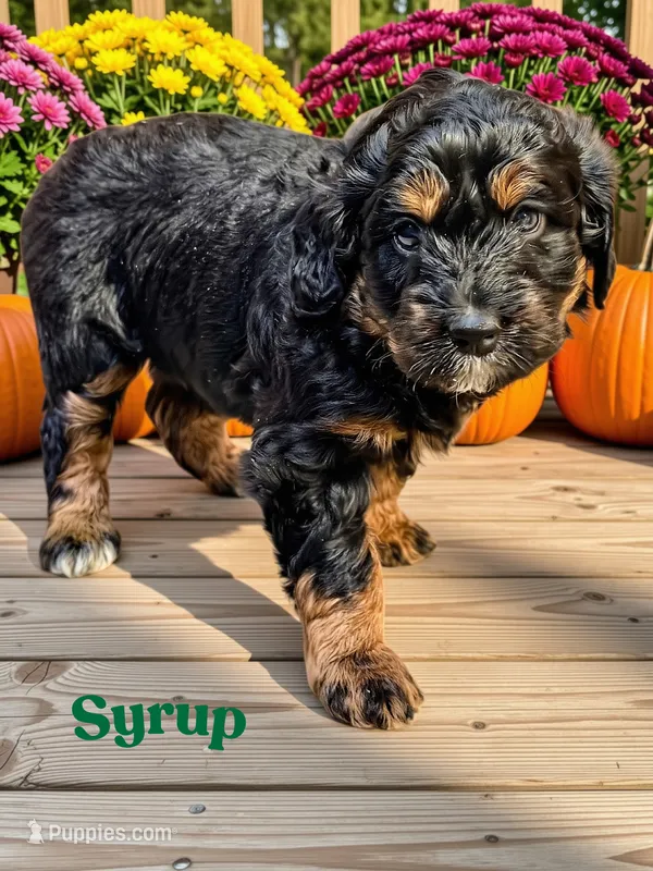 Syrup – Aussiedoodle, Miniature Aussiedoodle puppy for sale in Ellenburg Depot, NY