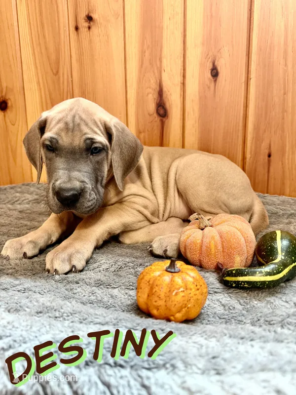 Destiny – Great Dane puppy for sale in Ellenburg Depot, NY