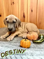 Destiny, a female Great Dane for sale in Ellenburg Depot, NY – 2 of 8