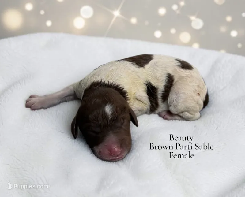 Beauty – Poodle - Standard  puppy for sale in Ellenburg Depot, NY