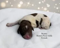 Beauty, a female Poodle - Standard  for sale in Ellenburg Depot, NY – 1 of 1