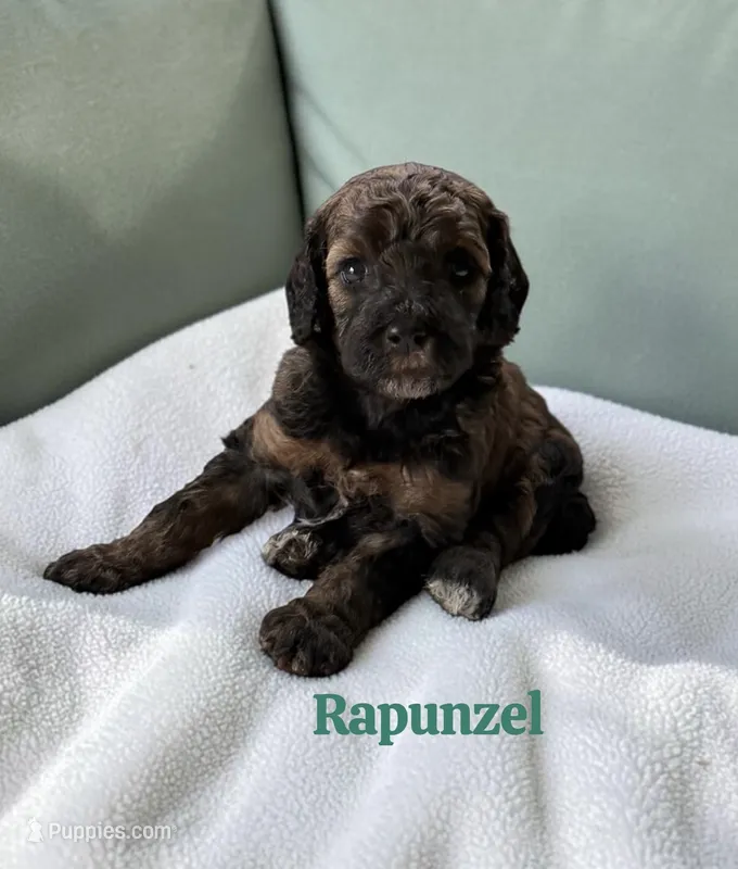 Rapunzel – Poodle - Standard  puppy for sale in Ellenburg Depot, NY