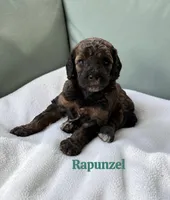 Rapunzel, a female Poodle - Standard  for sale in Ellenburg Depot, NY – 4 of 7