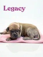 Legacy, a female Great Dane for sale in Ellenburg Depot, NY – 1 of 2