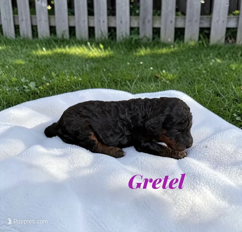 Gretel – Poodle - Standard  puppy for sale in Ellenburg Depot, NY