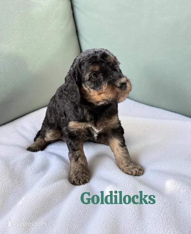 Goldilocks – Poodle - Standard  puppy for sale in Ellenburg Depot, NY