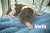 North, a male Goldendoodle for sale in Ellenburg Depot, NY – Photo 2 of 3