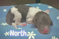 North, a male Goldendoodle for sale in Ellenburg Depot, NY – Photo 3 of 3