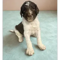 Glacier, a male Goldendoodle for sale in Ellenburg Depot, NY – Photo 1 of 5