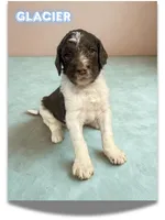 Glacier, a male Goldendoodle for sale in Ellenburg Depot, NY – Photo 1 of 5