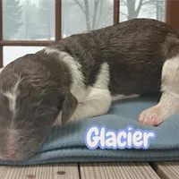 Glacier, a male Goldendoodle for sale in Ellenburg Depot, NY – Photo 4 of 5