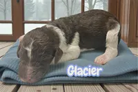 Glacier, a male Goldendoodle for sale in Ellenburg Depot, NY – Photo 4 of 5
