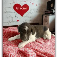 Glacier, a male Goldendoodle for sale in Ellenburg Depot, NY – Photo 2 of 5