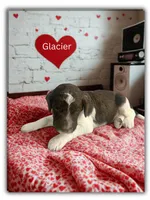 Glacier, a male Goldendoodle for sale in Ellenburg Depot, NY – Photo 2 of 5