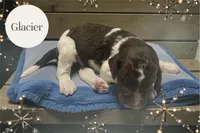 Glacier, a male Goldendoodle for sale in Ellenburg Depot, NY – Photo 3 of 5