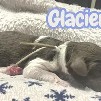 Glacier, a male Goldendoodle for sale in Ellenburg Depot, NY – Photo 5 of 5