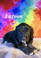 Lagoon, a female Miniature Aussiedoodle for sale in Ellenburg Depot, NY – 4 of 8